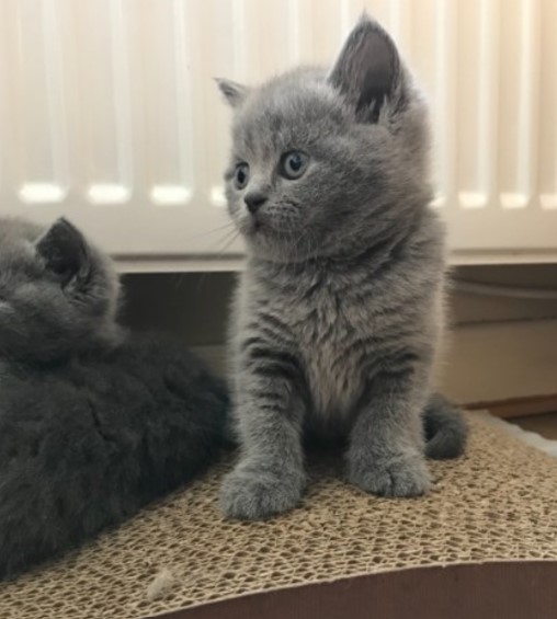 Beautiful British Shorthair Jelly