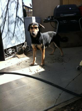 1 12 Year Old German Shepard Puppy 2 a good home (Lancaster)