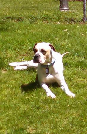 1 12 yr old sweet mastiff boxer mix (KCK)