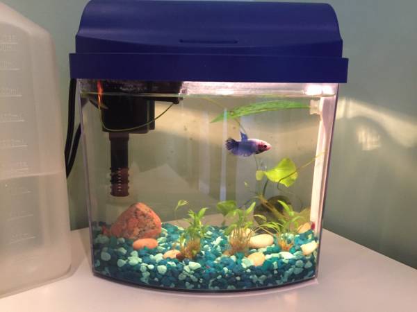 1 gallon tank setup (Plaistow)