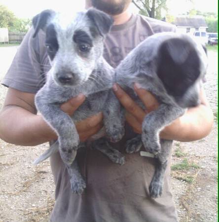 1 girl Blue Heeler pups (Sauk village)