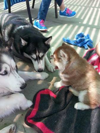 1 year old female husky with kids for adoption(pure bred) (Lihue)