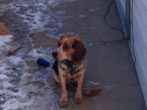 1 year old Male Beagle. (Casper)