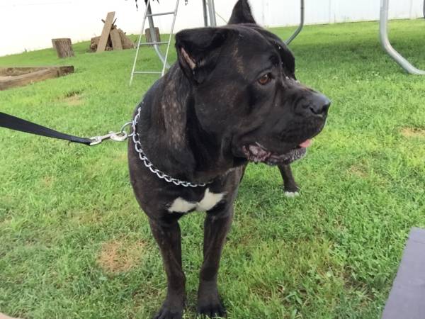 1 yr old cane corso female (Shelbyville)