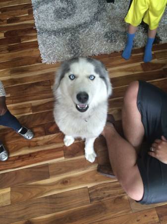 1 yr old female Purebred Siberian Husky (United States)