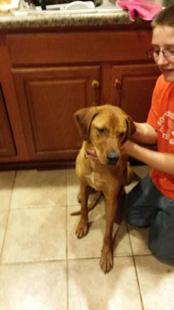 1 yr old lab coon dog mixed (Martinsville)