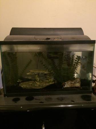 10 gal tank with Channel catfish and cichlid (Roseville)