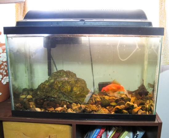 10 Gallon Tank w Goldfish (Kuna)