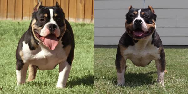 10 month old black tri male American Bully (GP)