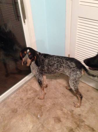 10 month old blue tick coonhound (Aurora)