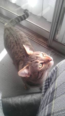 10 mth old Tabby cat FREE TO GOOD HOME (North Arlington)