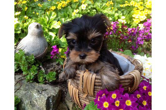 10 week old Male Yorkie puppy for free adoption