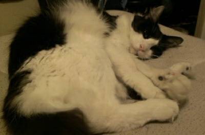 10 yr old black and white female cat (baltimore)