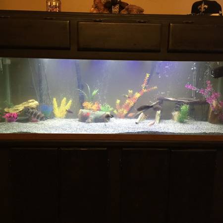 100 gallon tank, stand and canopy 250 (Diamondhead)