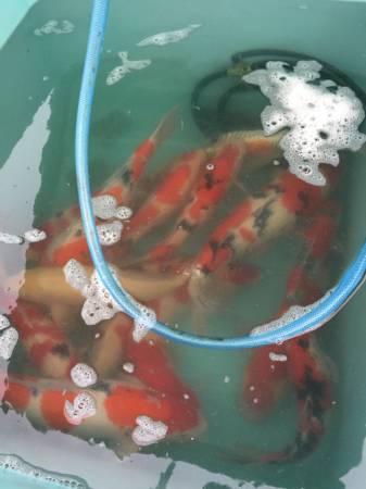 100 japanese Koi (Wilmington)