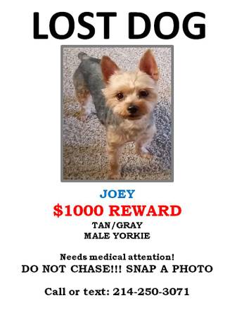 1000 REWARD for Lost Male Yorkie in Oak Cliff