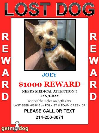 1000 REWARD for Lost Male Yorkie in Oak Cliff (United States)