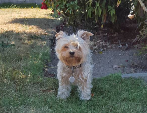 1000.00 REWARD Lost Yorkie mix (Shoreline)