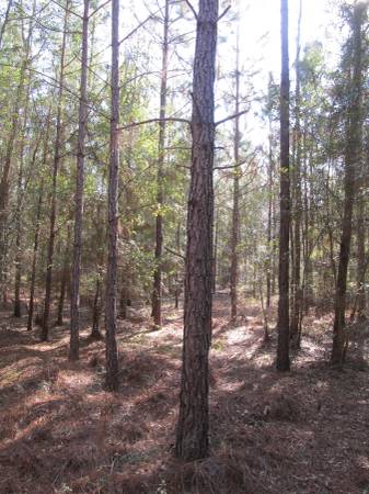 10.07 acres planted pines Suwannee, Co. (Live Oak, Fl.)