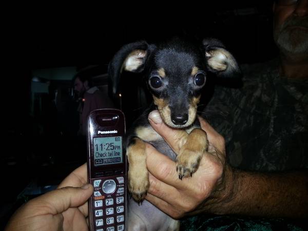 10week old chiwennie female 1lb (Elgin)