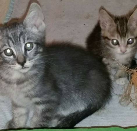 10week Old Kittens (meridian)