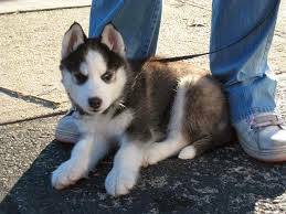11 week old female and male Husky puppy