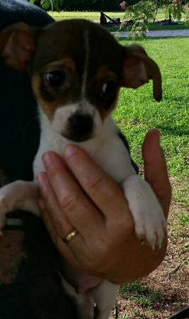 11 week old Rescue Male Chihuahua Pup (Youngsville)