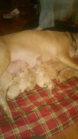 11 yellow lab mixed puppies (indianapolis, in)