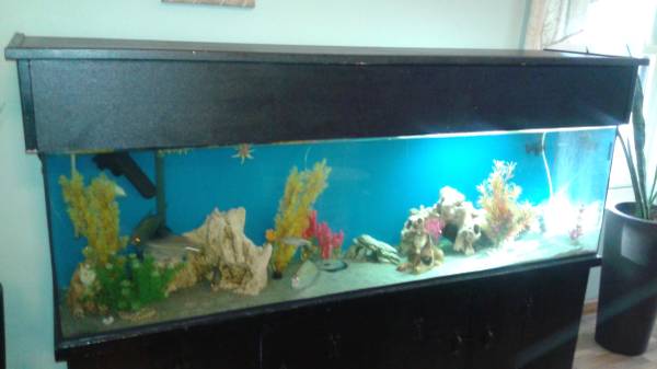 115 gallon glass freshwater fish tank  aquarium with fish