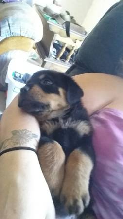 12 week old female german rottweiler (East mesa)