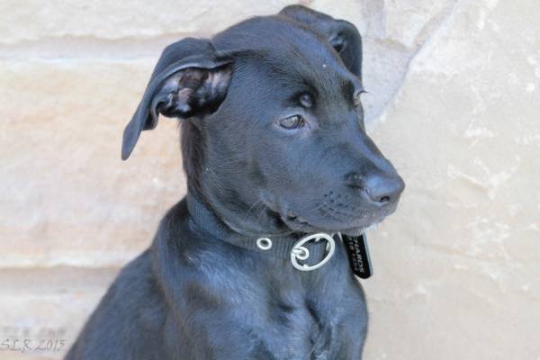 12 week old LabGerman Shepard mix