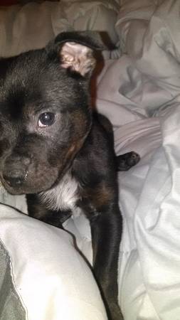 12 wk old bosten terrier pug 100 (okc)