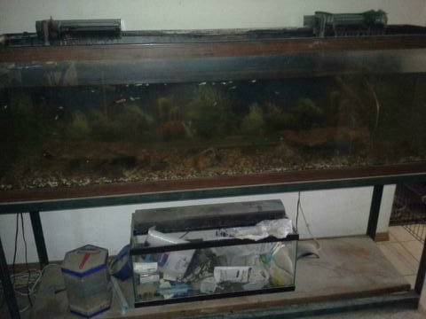 125 Gallon Fish Tank amp Stand 150 (Bella Vista)