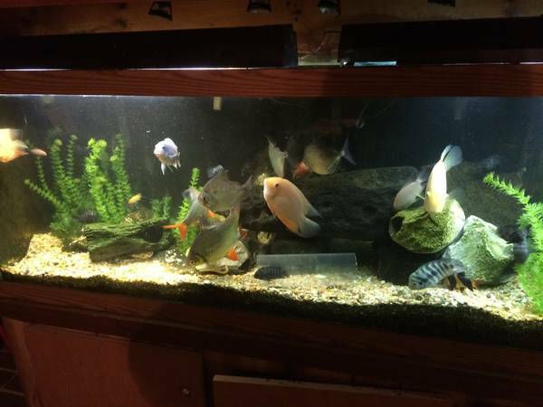 125 gallon freshwater fish tank (Durham)