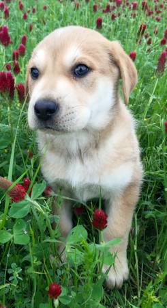 127803 adorable beautiful lab mix puppies 127803