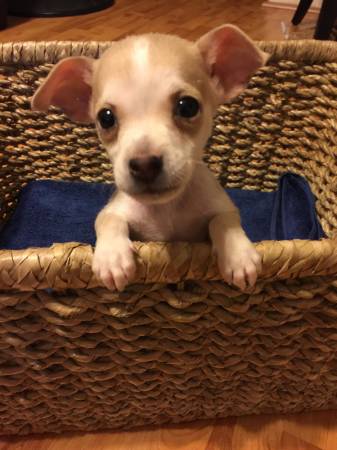 128054 ADORABLE LITTLE FOX TERRIER CHIHUAHUA PUPPIES 128054 (Kapolei)