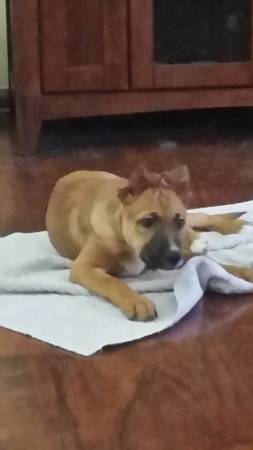 13 Week old female German Shepherd boxer mix (Edgewood)