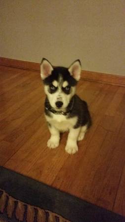 13 weeks old Siberian Husky For Sale