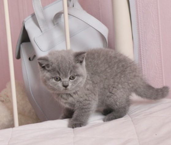 British Shorthair Abby