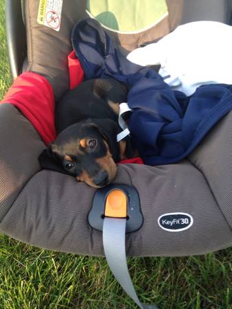 14 week old mini doxie puppy (Ulen, MN)