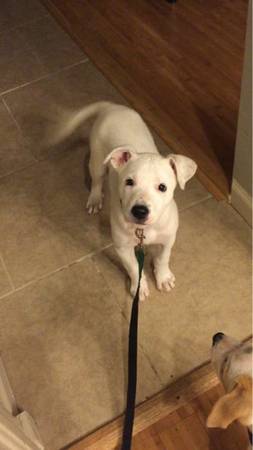 14 week old pit mix female puppy. Super smart and good with everything fully vet (Fenton)