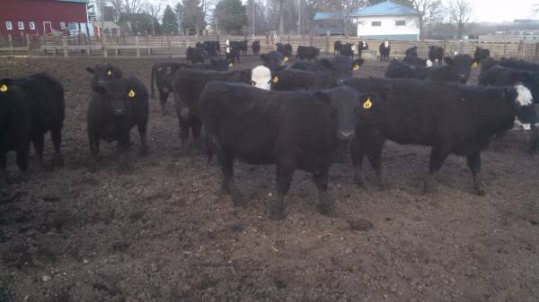 140 BLKBWF open replacement heifers