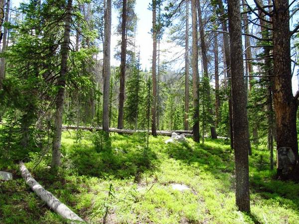 1.457 Acres Building Site in Medicine Bow National Forest (West of Laramie 30 Miles)