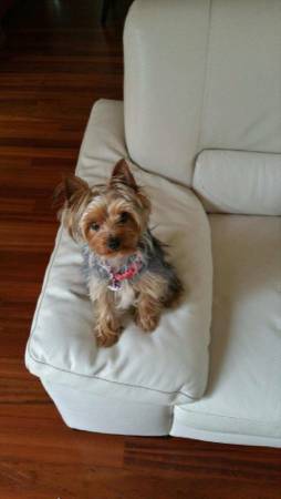 15 month old female Yorkshire terrier (Henderson Nevada)