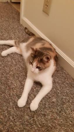 1.5 year old Calico cat (Warrensburg)