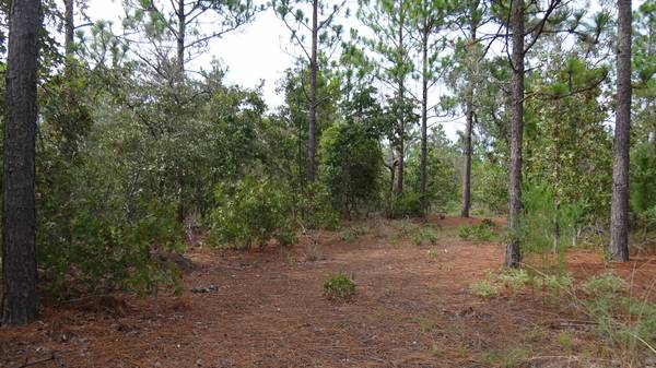 150000  85 acres of Land in Mauk Ga. (Marion County GA.)