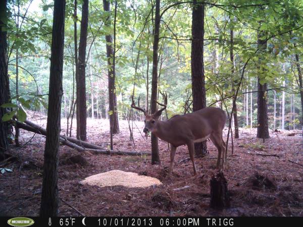 179000  hunting land 100 acres in Trigg county Ky (Trigg county Ky)