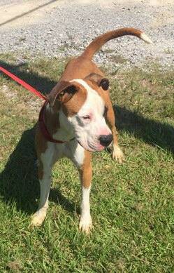 18 month male BoxerLab mix (Rochester, NH)