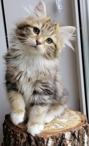 About Rio – How to Find a Siberian Kitten