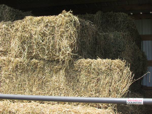 1st cut Alfalfa Hay